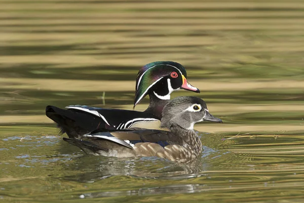 Wood Duck Couple Swims Together Cannon Hill Park Spokane Washington — Stock Photo, Image