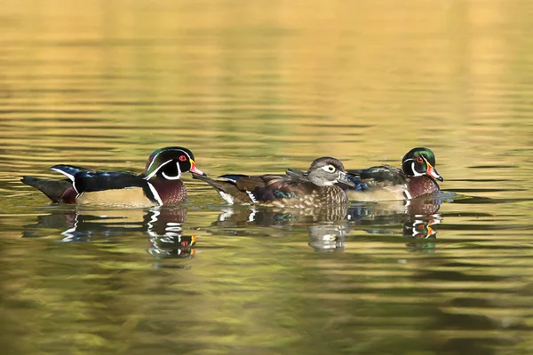 在华盛顿斯波坎的大炮山公园里 两只雄性和一只雌性木鸭在游泳 — 图库照片