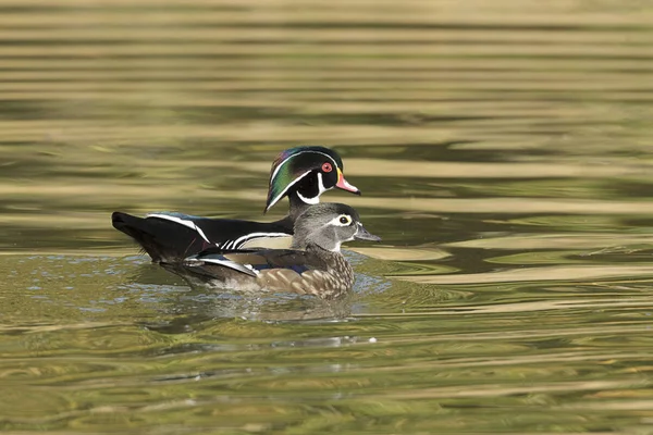 Wood Duck Couple Swims Together Cannon Hill Park Spokane Washington — Stock Photo, Image