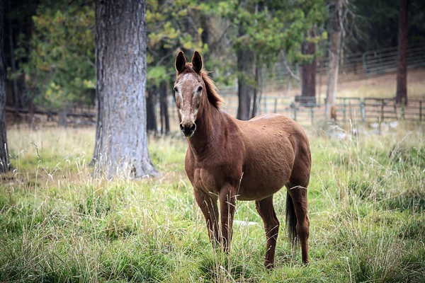 Caballo Color Castaño Encuentra Campo Herboso Norte Idaho — Foto de Stock