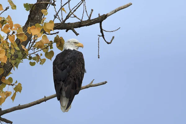 American Bald Eagle Perched Tree Autumn Leaves Kootenai Wildlife Refuge — Stock Photo, Image