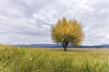 Kootenai yaban hayatı Sığınağı Bonners feribot, Idaho yakınındaki, sonbaharda bulutlu bir gökyüzü altındaki alanında tek bir ağaç.