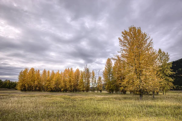 Shluk Stromů Žluté Listí Podzim Kootenai Wildlife Refuge Poblíž Bonners — Stock fotografie