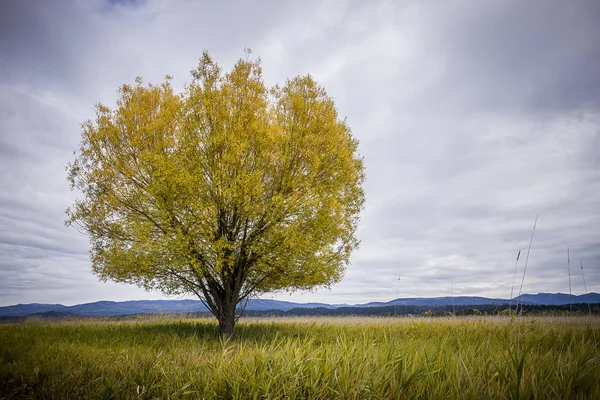 Solo Árbol Campo Bajo Cielo Nublado Otoño Refugio Vida Silvestre —  Fotos de Stock