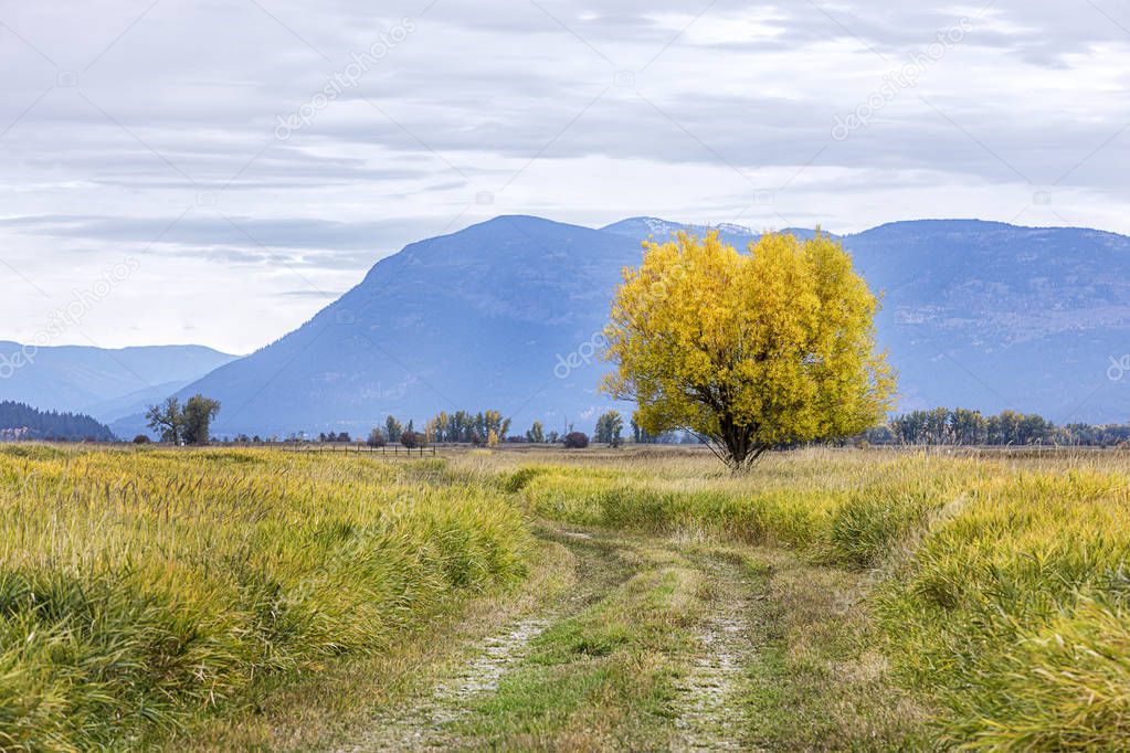 A path leads to a single tree with yellow leaves in Fall at the Kootenai Wildlife Refuge near Bonners Ferry, Idaho.