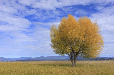 A single tree in the field under a partly cloudy sky in Autumn at the Kootenai Wildlife Refuge near Bonners Ferry, Idaho. clipart