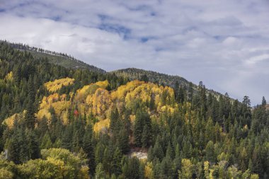 Yeşil çam ağaçları ve Bonners feribot, Idaho yakınındaki sarı aspens karışımı.