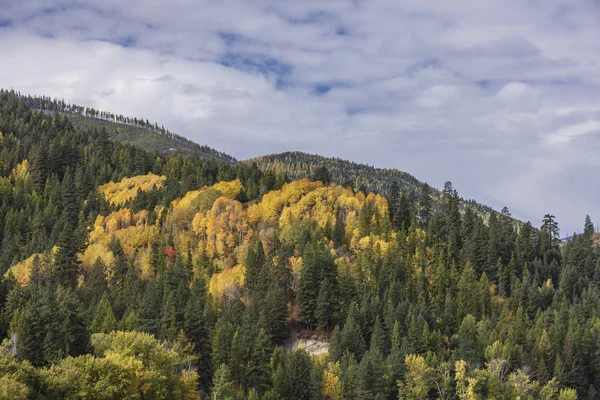 Mieszaniną Zielenią Sosen Żółty Aspens Pobliżu Bonners Ferry Idaho — Zdjęcie stockowe