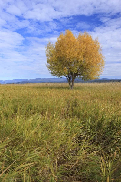 Solo Árbol Campo Bajo Cielo Parcialmente Nublado Otoño Refugio Vida — Foto de Stock