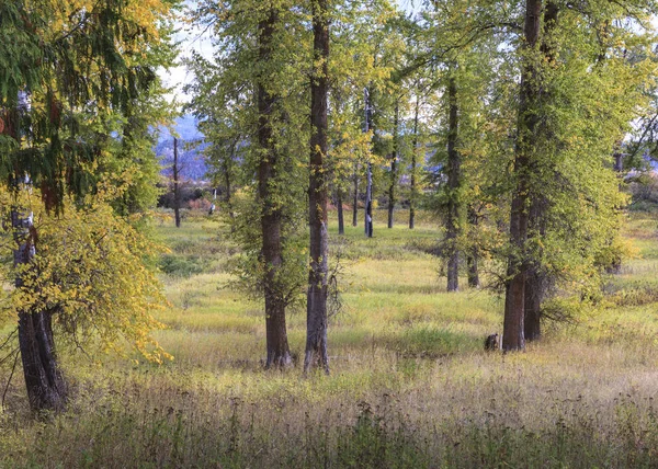 Árvores Altas Campo Gramado Bem Mantido Norte Idaho — Fotografia de Stock