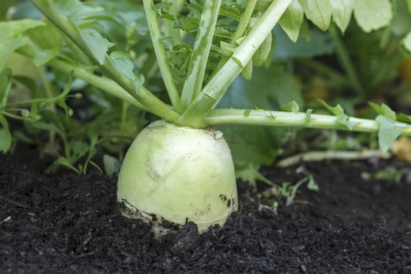 Grande Ravanello Cinese Parte Fuori Dal Terreno Giardino — Foto Stock