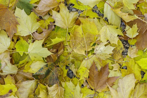 Жёлтые Коричневые Осенние Листья Лежат Горе — стоковое фото