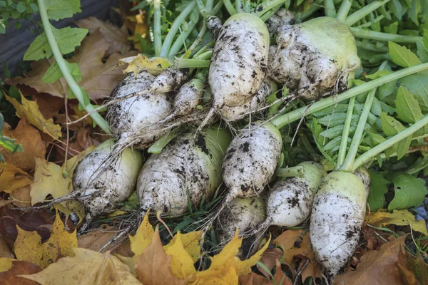 Bunch Chinese Radishes Pile Just Being Harvested Garden — Stock Photo, Image