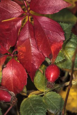 Vahşi rose hips ve Botanik Bahçesi Manito Park Spokane, Washington, kırmızı yaprakları makro fotoğrafı.