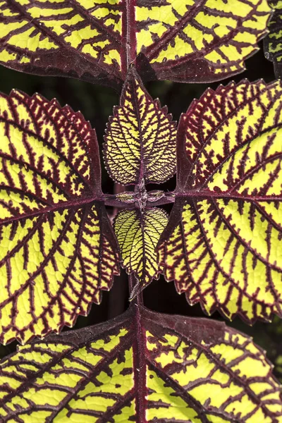 Ett Makro Foto Coleus Solenostemon Alos Kallas Nätstrumpor Strumpor Växten — Stockfoto