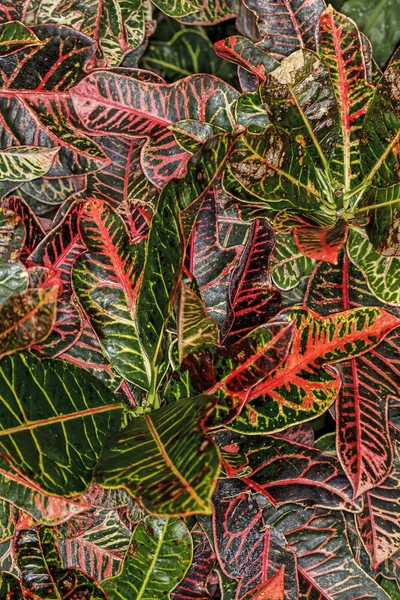 Folhas Tropicais Vermelhas Verdes Arboreto Manito Park Spokane Washington — Fotografia de Stock