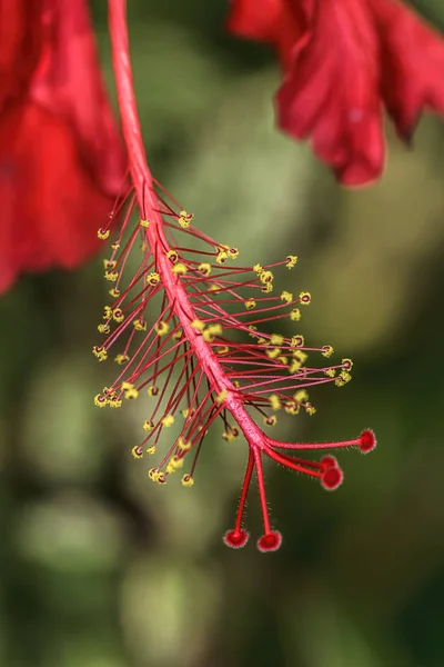 Hibisco Cuadros Rojo Brillante Arboreto Manito Park Spokane Washington — Foto de Stock
