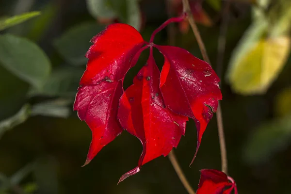 Close Bright Red Leaves Manito Park Spokane Washington — Stock Photo, Image