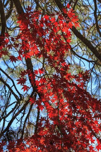 Feuilles Érable Rouge Dans Les Arbres Manito Park Spokane Washington — Photo