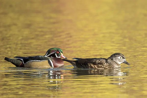 Wood Duck Couple Swims Pond Cannon Hill Park Spokane Washington — Stock Photo, Image