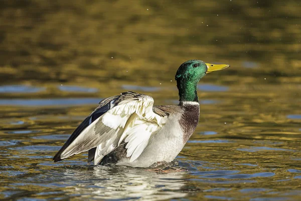 A mallard flaps its wings in the water at Cannon Hill Park in Spokane, Washington.