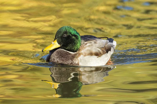 Eine Stockente Schwimmt Auf Dem Wasser Cannon Hill Park Spokane — Stockfoto