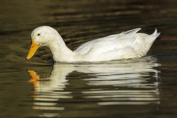 Canard Blanc Nage Sur Étang Cannon Hill Park Spokane Washington — Photo