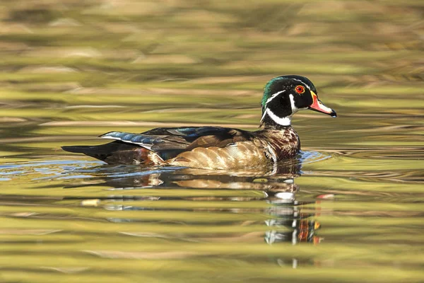 A wood duck swims on the calm pond in autumn at Cannon Hill Park in Spokane, Washington.