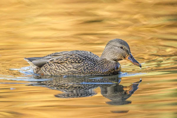 Female mallard in calm water in autumn at Cannon Hill Park in Spokane, Washington.