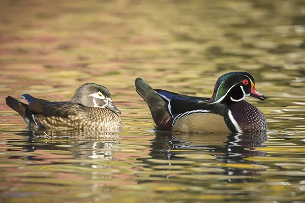 Male Female Wood Duck Couple Swim Together Cannon Hill Park — Stock Photo, Image