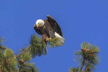 Coeur d'Alene, Idaho yakınındaki bir çam ağacı üzerine tünemiş bir Amerikan kel kartal.