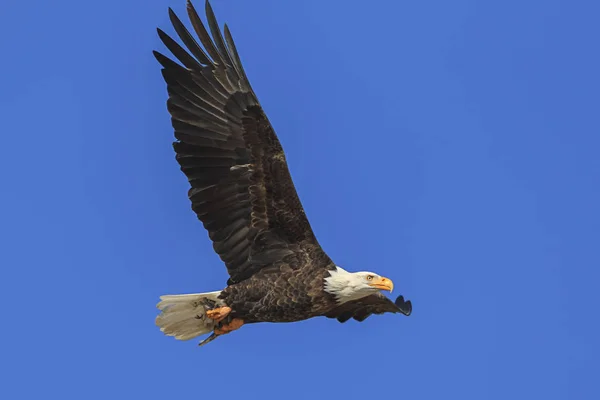 Águila Calva Americana Vuela Cielo Azul Cerca Coeur Alene Idaho —  Fotos de Stock