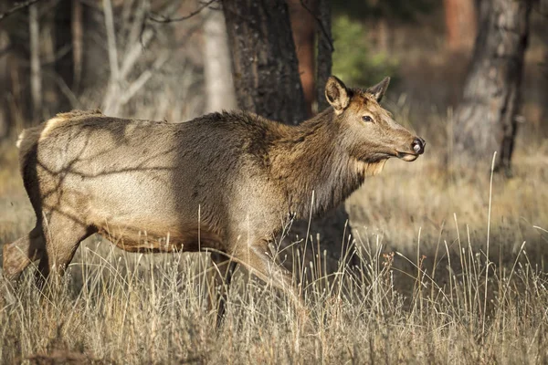 Majestatyczny Elk Kobieta Lesie Pobliżu Thompson Falls Montana — Zdjęcie stockowe