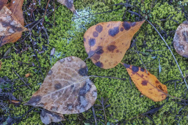 Overview Frost Covered Leaves Mossy Ground Late Autumn — Stock Photo, Image