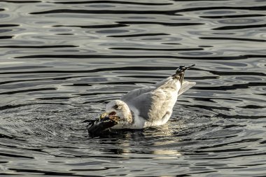 Bir martı Coeur d'Alene Gölü Idaho gagasında bir balık yakaladı.