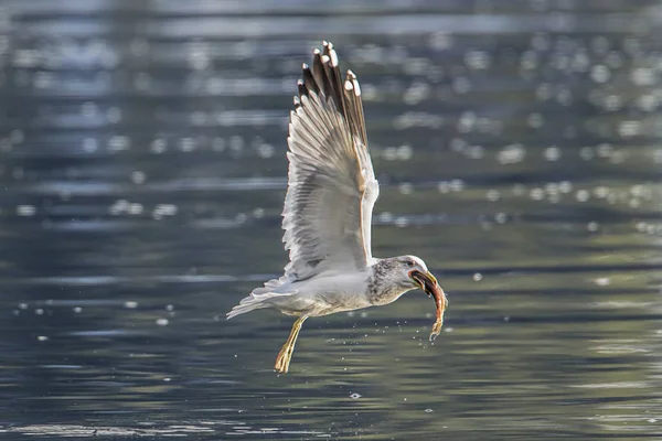 Uma Gaivota Fliess Fora Com Peixe Coeur Alene Lake Norte — Fotografia de Stock