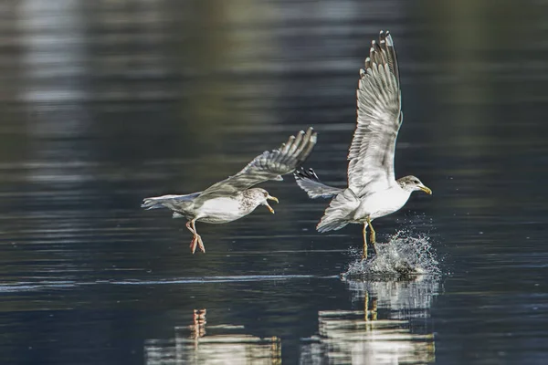 Une Mouette Pourchasse Une Autre Mouette Essayant Mettre Poisson Dans — Photo