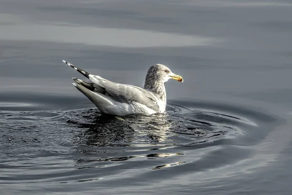 Чайка Плаває Воді Дивлячись Риби Coeur Alene Озеро Айдахо — стокове фото