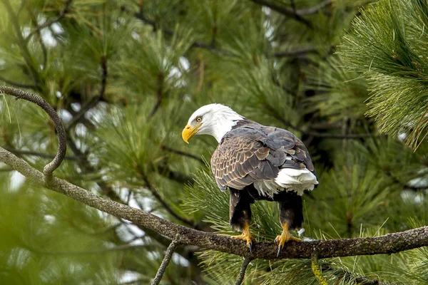 American Bald Eagle Uppflugen Ett Träd Vid Coeur Alene Sjö — Stockfoto