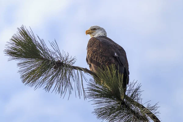 American Bald Eagle Uppflugen Ett Träd Vid Coeur Alene Sjö — Stockfoto