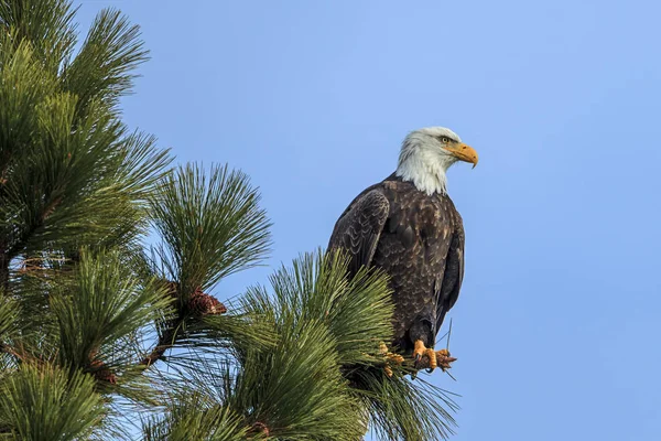 Uma Águia Careca Americana Está Empoleirada Uma Árvore Por Coeur — Fotografia de Stock