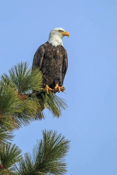 American Bald Eagle Perched Tree Coeur Alene Lake Idaho — Stock Photo, Image