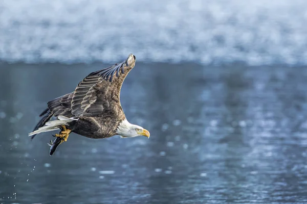 Águila Calva Americana Vuela Con Pez Lago Coeur Alene Idaho — Foto de Stock