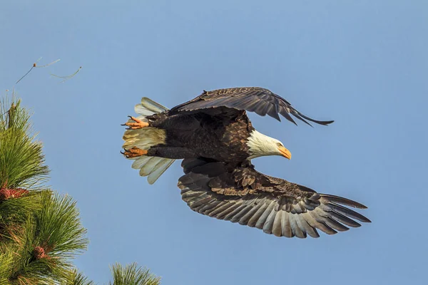 American Bald Eagle Flies Tree Coeur Alene Lake Idaho — Stock Photo, Image