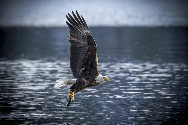 Amerykański Orzeł Bald Odlatuje Rybą Jezioro Coeur Alene Idaho — Zdjęcie stockowe