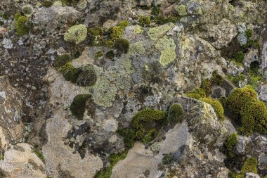 A moss yakın çekim ve liken yan tarafında büyük bir kayanın Doğu Washington.