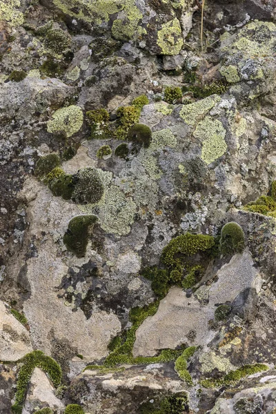 华盛顿东部一块大石头边的苔藓和地衣的近景 — 图库照片