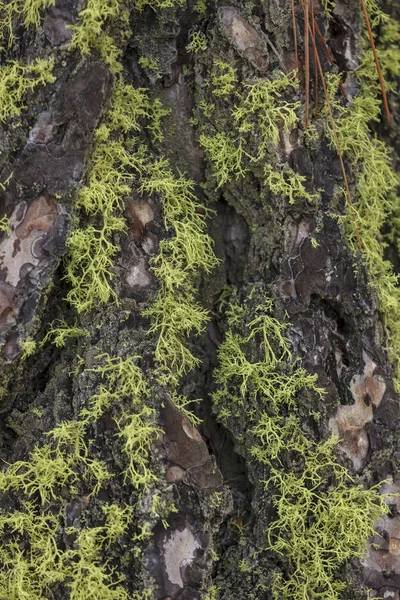 在树皮上分层的浅绿色苔藓的特写 — 图库照片