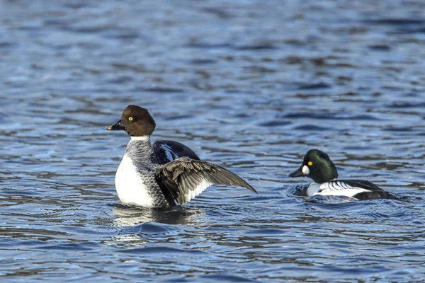 Female Barrow Goldeneye Flaps Her Wings While Water Coeur Alene — Stock Photo, Image