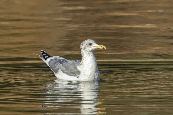 Una Gaviota California Flota Las Tranquilas Aguas Del Lago Coeur —  Fotos de Stock